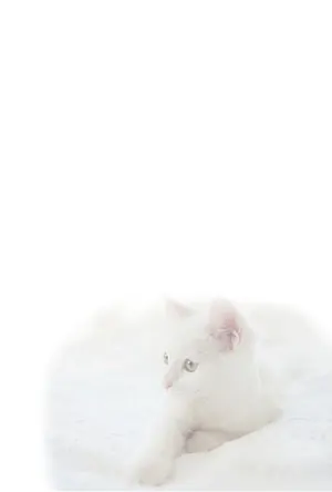 縦書き・猫柄デザインの喪中はがき背景画像(文字なし)