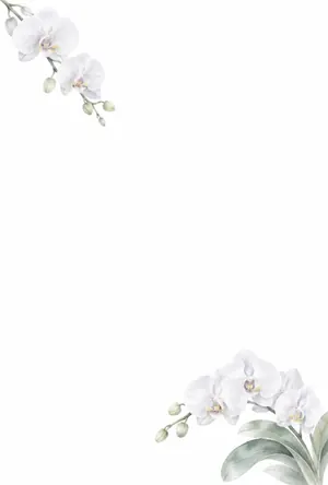 縦書き・白い胡蝶蘭デザインの喪中はがき背景画像（文字なし）