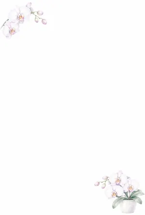 縦書き・かわいい胡蝶蘭のイラストデザインの喪中はがき背景画像（文字なし）