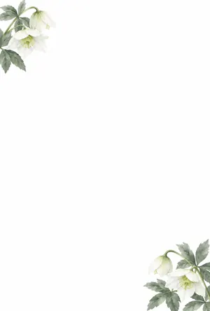 縦書き・白いクリスマスローズの年賀状じまいデザインの喪中はがき背景画像（文字なし）