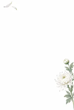 横書き・白い輪菊の水彩デザインの喪中はがき背景画像（文字なし）