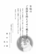 縦書き・スコティッシュフォールドデザイン（愛猫）のペット喪中はがきテンプレート