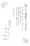 縦書き・紫苑の花の水彩デザインの死亡通知はがきテンプレート